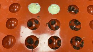 spoon chocolate into sphere hot chocolate bomb mold over leopard print spots for trendy neon leopard print cake
